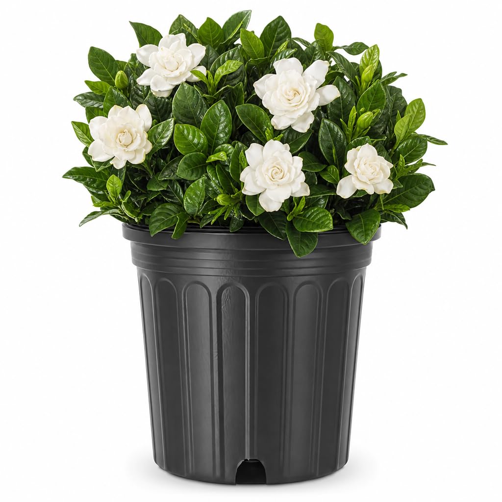 Gardenia Jasminoides 3 Gallon Live Shrub K162