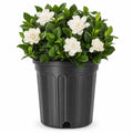 Gardenia Jasminoides 3 Gallon Live Shrub K162