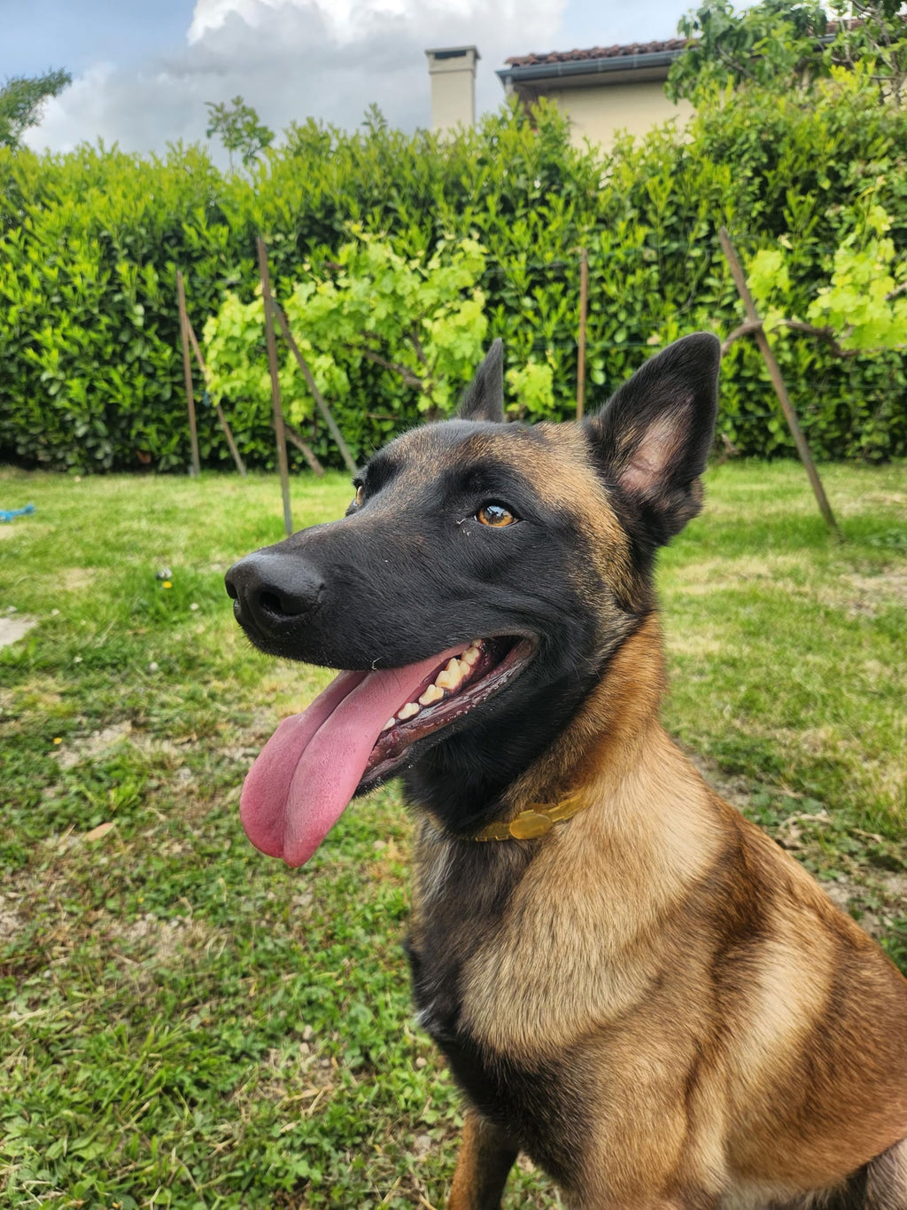 Plant Based Flea & Tick Dog Collar R46024